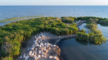 Dalmaçyalı Pelikan (pelecanus crispus) Danube Delta, Romanya