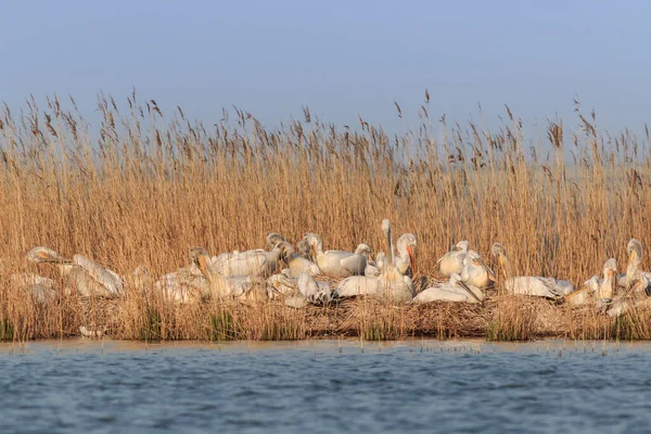 Pelicanos Dálmatas Pelecanus Crispus Danúbio Delta Roménia — Fotografia de Stock