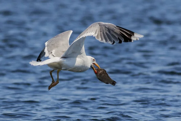 Gaviota Comiendo Pescado Delta Del Danubio Rumania —  Fotos de Stock