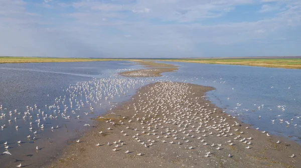 Colony Seagulls Danube Delta Romania — Stock Photo, Image