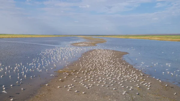 Colony Seagulls Danube Delta Romania Royalty Free Stock Images