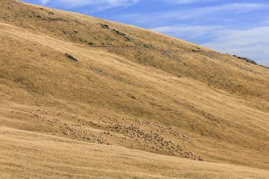 Romanya 'nın Fagaras Dağı' nda bir koyun sürüsü