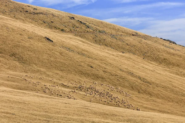 Gregge Pecore Nella Montagna Fagaras Romania — Foto Stock