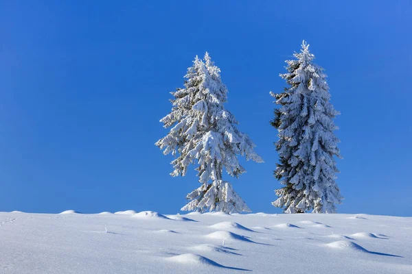 Abetos Invierno Las Montañas Bucegi Rumania — Foto de Stock