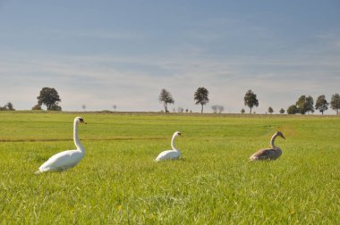 Mute Swan family waddling in a meadow in Lower Austria, looking for food. 