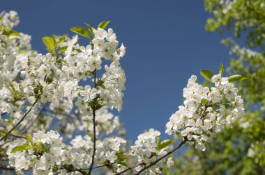 Derin mavi bir gökyüzünün önündeki kiraz ağacının çiçek açan dalları. fotoğraf polarizasyon filtresiyle çekildi