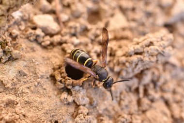 Dişi Potter eşekarısı yuvasını inşa ediyor, nesli tükenmekte olan türler.