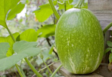 Cucurbita ficifolia. Siyam kabağı ya da incir yaprağı kabağı olarak da bilinir.