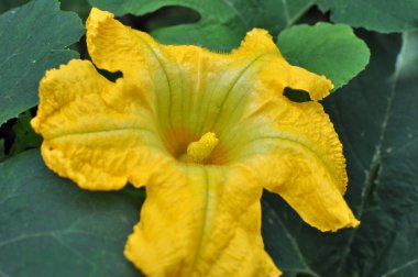 Yedi Yıl Kavunu (Cucurbita ficifolia) çiçeği