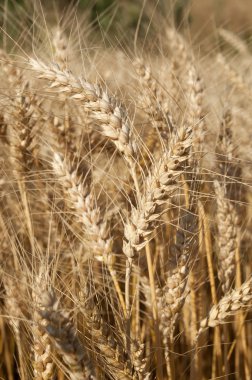 Ears of ripe wheat corn