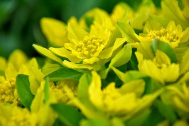 Bir Yastık Temizleme (Euphorbia epitymoides), Euphorbiaceae familyasının uzun ömürlü, küme oluşturan bir bitki türü.. 