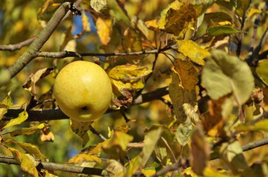Sarı elma, sonbaharın sıcak altın ışığında sarı yapraklarla bir ağaçta asılı.. 