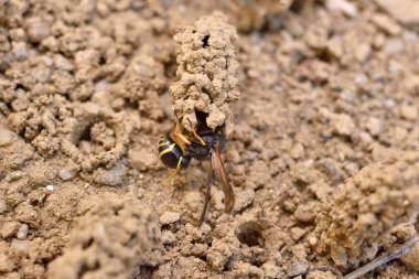Dişi Potter eşekarısı yuvasını inşa ediyor, nesli tükenmekte olan türler.