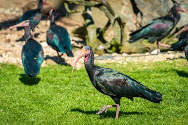 northern bald ibis or waldrapp in a colony in Waidhofen an der Thaya in Lower Austria clipart