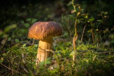 Cep (Penny Bun, Porcino) - Boletus Edulis, Kuzey Yarımküre 'ye dağıtılan mantar.  