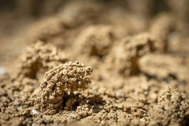 Potter eşekarısı yuvası kumdan yapılmış..