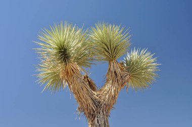 Top of a Joshua Tree (Yucca brevifolia), close up clipart