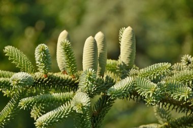 İspanyol Firavun 'un yaprakları ve dişi konileri
