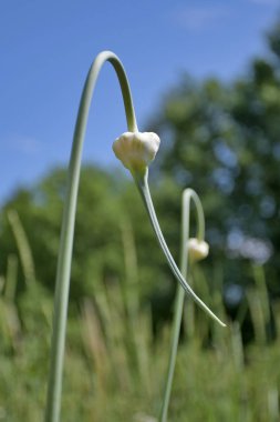 garlic bulbil in spring clipart
