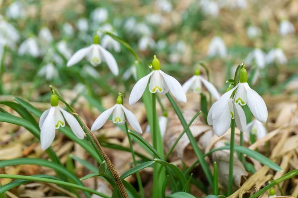 Häufige Schneeglöckchen Blume Wächst Frühling Über Trockenem Laub — Stockfoto