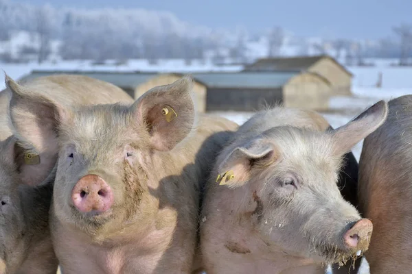 Cerdos Domésticos Invierno Tierras Distribución — Foto de Stock