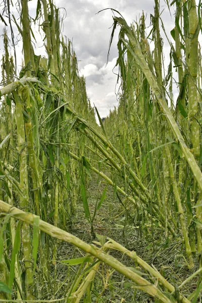 Cornfield Severe Damage Hail — Stock Photo, Image