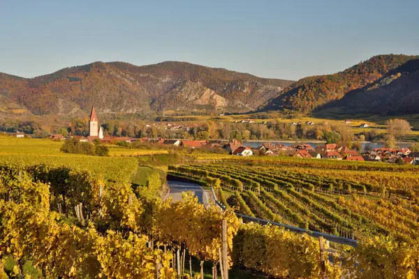 Wachau Austria October 2016 Town Weissenkirchen River Danube Vineyards Wachau — Stock Photo, Image