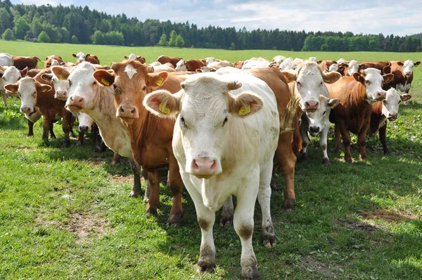 Kuhherde blickt neugierig in die Kamera