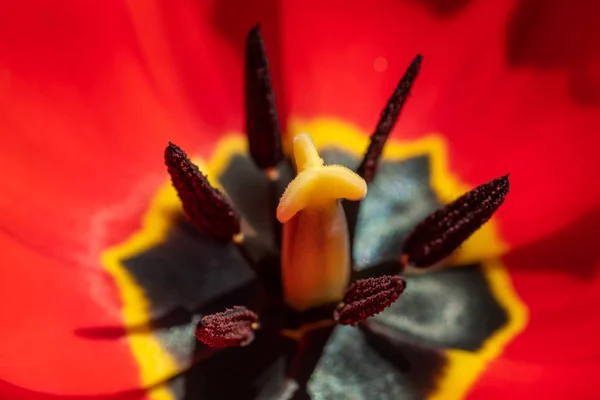 Lale çiçeğinin Macro 'su, erkek organıyla çevrili, polen taneleriyle.