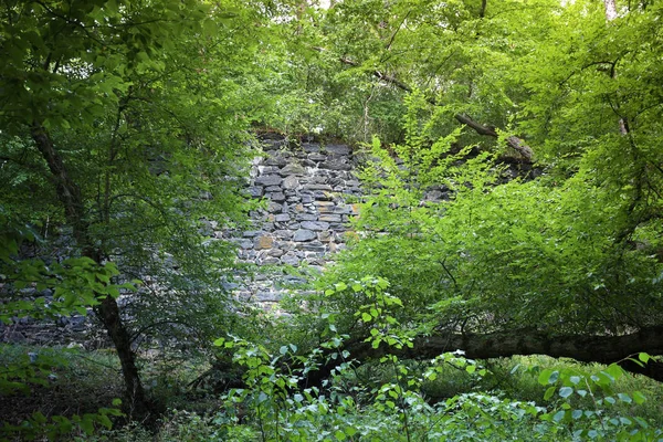 Ormanda yeşil ağaçlar.