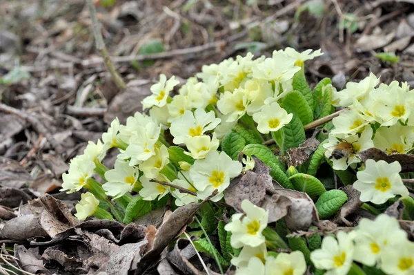 Primeln Zwischen Alten Blättern Eine Biene Sitzt Auf Einer Der — Stockfoto