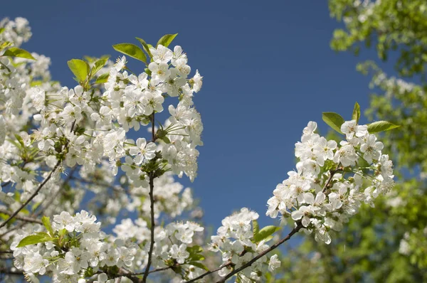 Derin mavi bir gökyüzünün önündeki kiraz ağacının çiçek açan dalları. fotoğraf polarizasyon filtresiyle çekildi