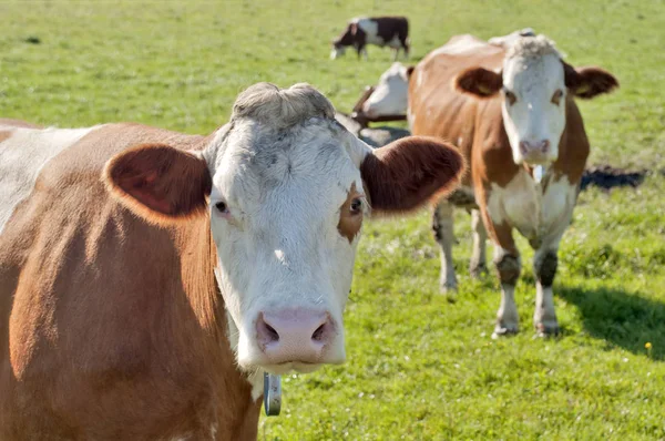 Kameraya bakan meraklı inek (Simmental sığır)