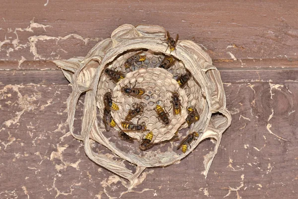 Avrupa eşekarıları yuvalarını kuruyor ve larvaları besliyor.