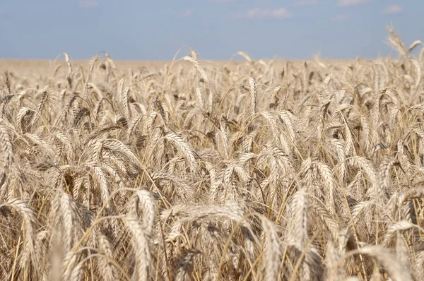Harvest ready Barley Corn field in late summer