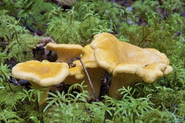 Group Golden Chanterelle — Stock Photo, Image