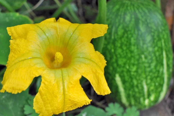 Yedi Yıl Kavunu (Cucurbita ficifolia) arka planda kabak meyvesi ile çiçek açar