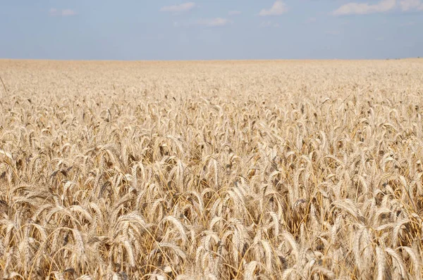 Harvest Ready Barley Corn Field Late Summer — Stock Photo, Image
