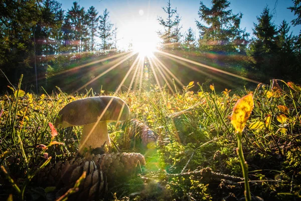 Cep (Penny Bun, Porcino) - Boletus Edulis, Kuzey Yarımküre 'ye dağıtılan mantar.  