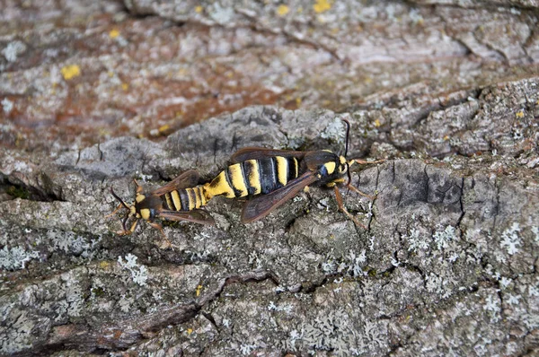 Copulationg Samec Samice Hornet Moth Sesia Apiformis — Stock fotografie