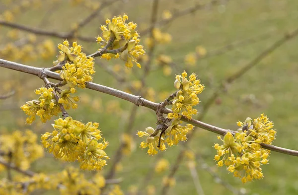 Kvetoucí Cornelian Cherry Lat Cornus Mas Jaře — Stock fotografie