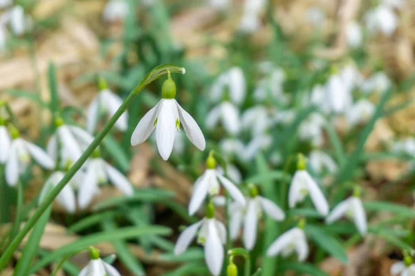 Häufige Schneeglöckchen Blume Wächst Frühling Über Trockenem Laub — Stockfoto