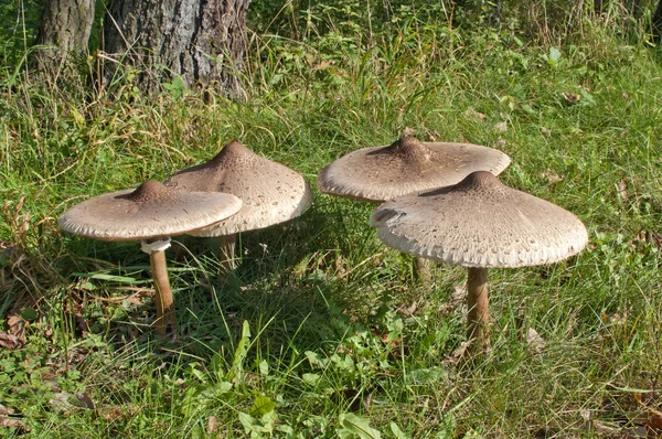 Group Parasol Mushrooms Macrolepiota Procera Lepiota Procera Edge Woodland — Stock Photo, Image
