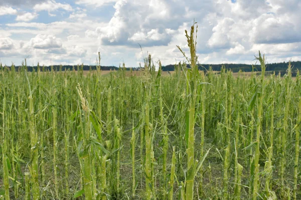 Cornfield Severe Damage Hail — Stock Photo, Image