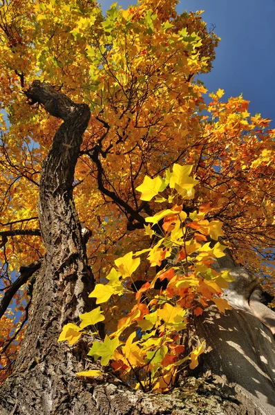 Sonbaharda altın yapraklı Lale Ağacı (Liriodendron tulipifera)