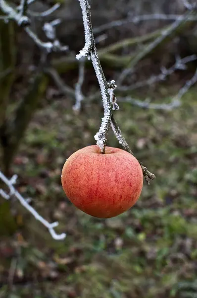 Apfel Auf Ast Mit Raureif — Stock Photo, Image