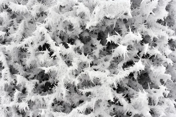 Ice Needles Hedge Creating Ice Wall — Stock Photo, Image