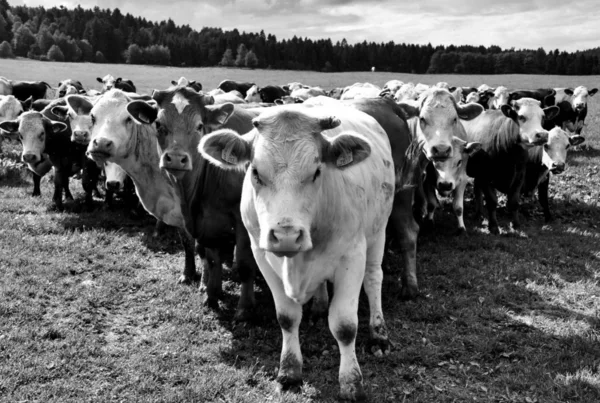 Manada Vacas Prado — Foto de Stock