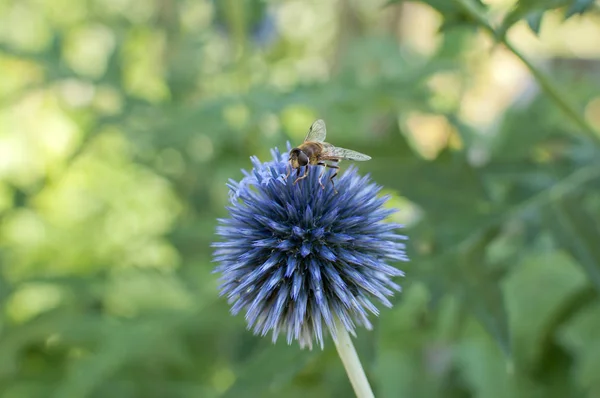 Včela Malé Bodláčí Kouli — Stock fotografie