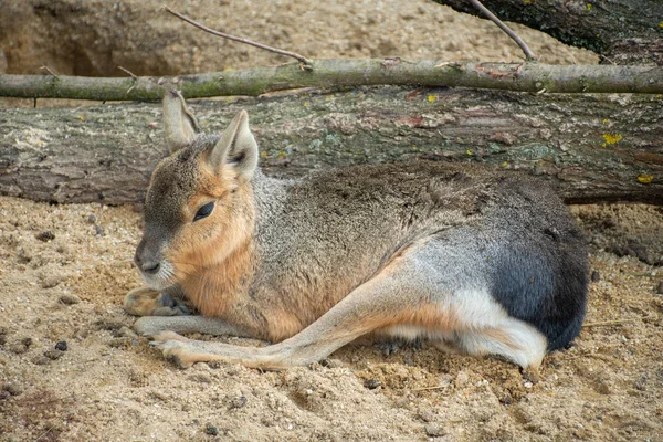 Mara Patagonica Adagiata Terreno Sabbioso — Foto Stock